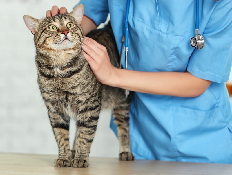 Veterinary Jobs in Burlington