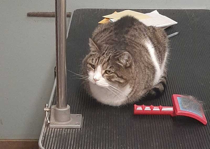 Carousel Slide 3: Pet grooming services