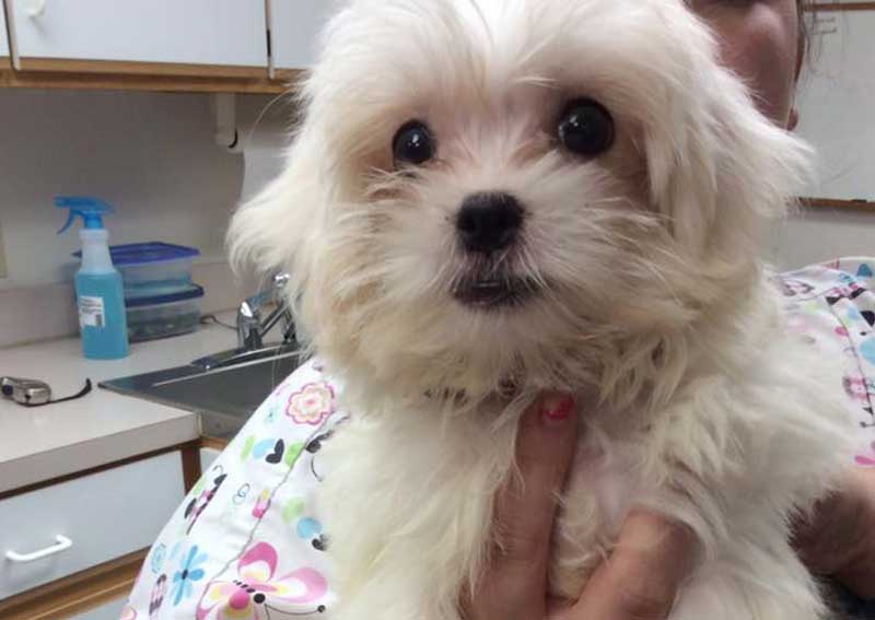 Carousel Slide 2: Puppy and kitten care